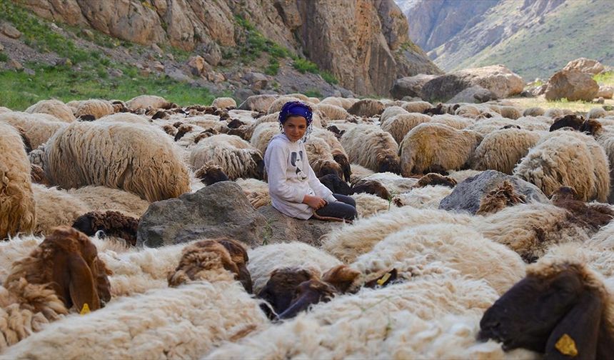 Göçer ailelerin yaylalardaki yükünü çocuklar da omuzluyor