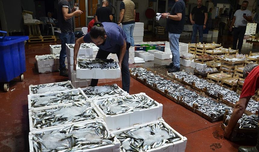 Kocaeli Ereğli Balık Hali'nde balık mezadı hareketliliği sürüyor