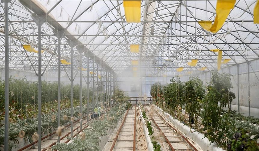 Kocaeli'de volkanik cürufla yetiştirilen ürünlerin sulaması yağmur suyuyla yapılıyor