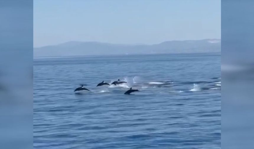 Kuşadası'nda yunusların gösterisi görüntülendi