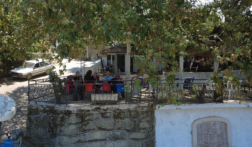 Manisa'da anıt ağaç altında odun ateşinde demlenen çay ilgi görüyor