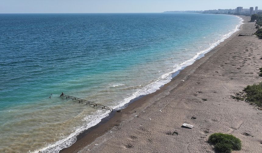 Mersin'de anaç kaplumbağaların kumsala çıkışlarında artış gözlendi