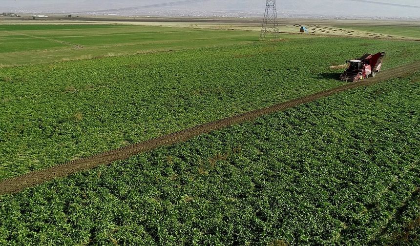 Pancar üreticilerine 2,5 milyar liralık avans ödemesi yapıldı