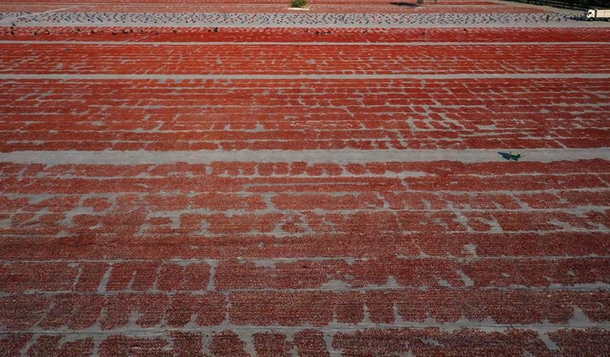 Türkiye, yılın ilk yarısında kurutulmuş domatesten 95 milyon dolar kazandı
