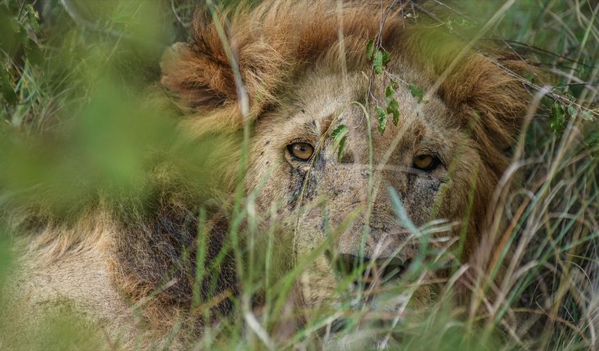 Afrika'da aslanlar, habitat kaybı, avcılık ve kemik ticareti kıskacında