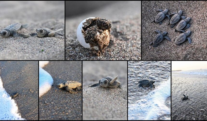 Antalya'da caretta caretta yavrularının denizle buluşmaları görüntülendi