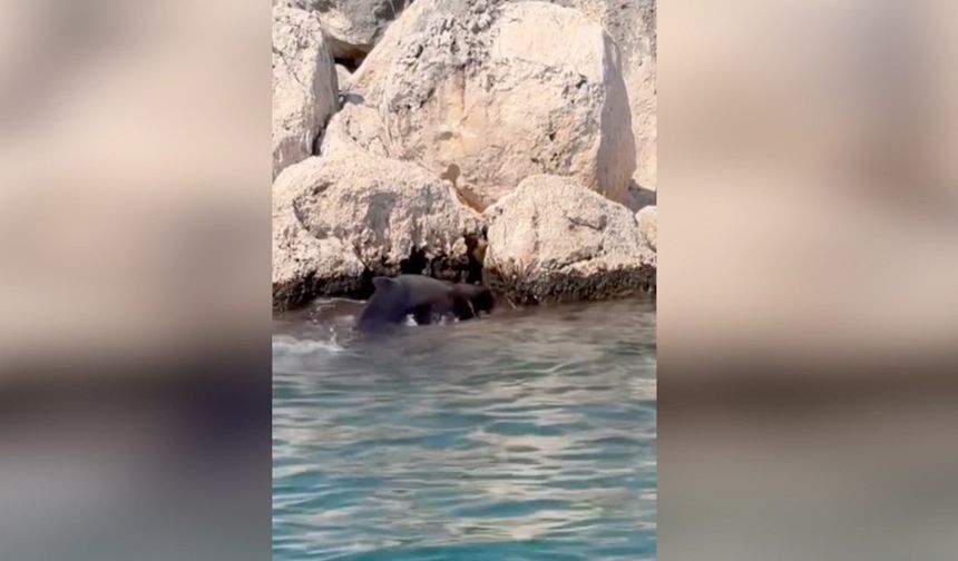 Antalya'da kayalıklara sıkışan balina yavrusu kurtarıldı