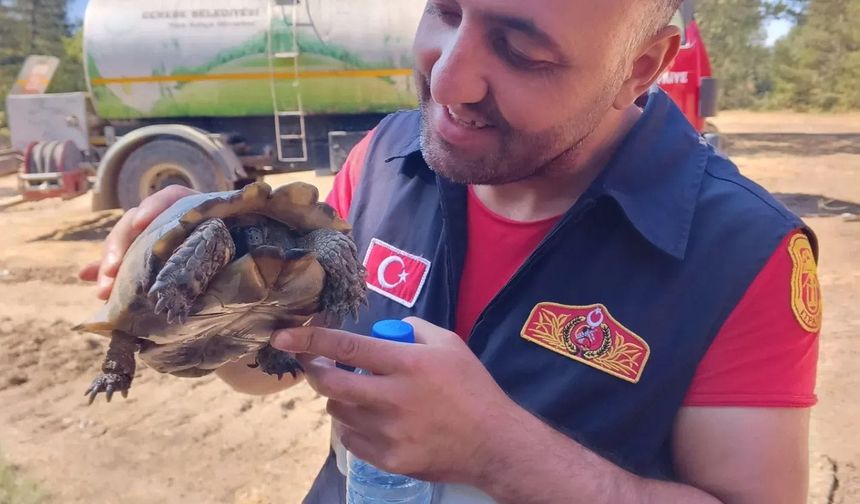 Bolu'da yangından etkilenen kaplumbağayı itfaiye personeli kurtardı