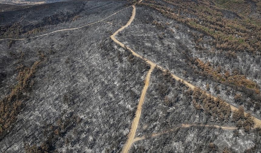 Çanakkale'de 118 orman yangınında 7 bin 39 hektar alan zarar gördü