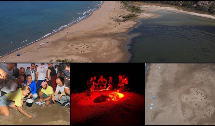 Caretta carettalara ev sahipliği yapan İztuzu Sahili'nde yuva sayısı 800'e ulaştı