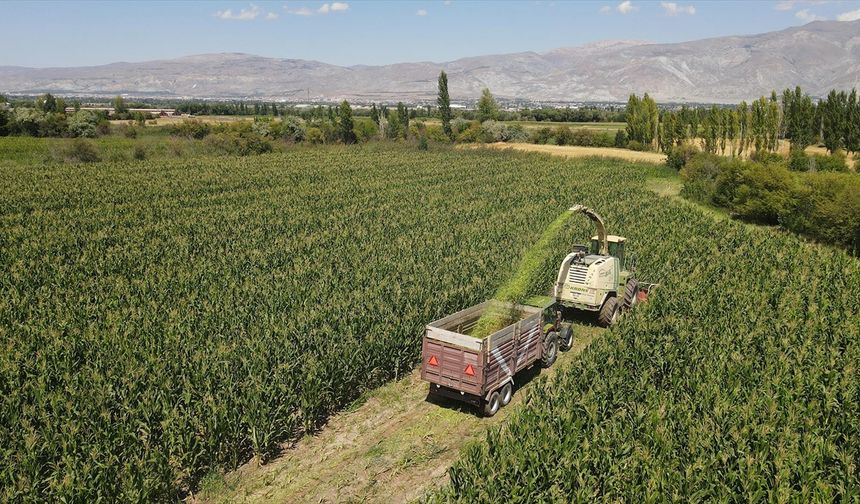 Erzincan'da silajlık mısır üretimi hayvancılığı güçlendirip besiciye kazanç sağlıyor