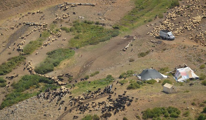 Geçim kaynağı hayvanları için tüm zorlukları göze alıyorlar