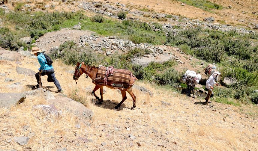 Hakkari'deki zirvelere tırmanan dağcıların ağır yükünü katırlar hafifletiyor