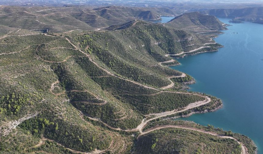 Manavgat'ta yanan ormanlık alanlar yeniden "yeşil örtü" ile kaplanıyor