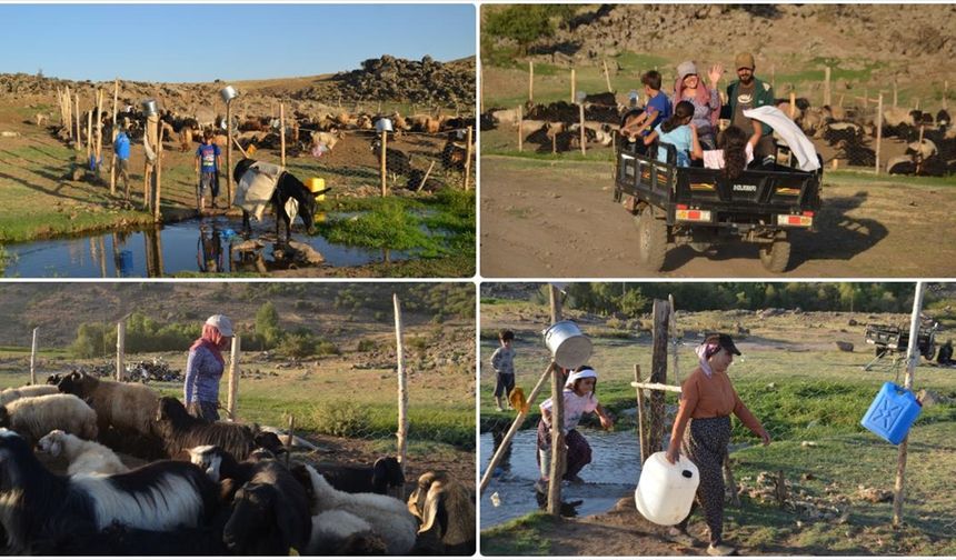 Muş'ta 'berivanlar' üç tekerlekli motosikletlerle yaylaya çıkıyor