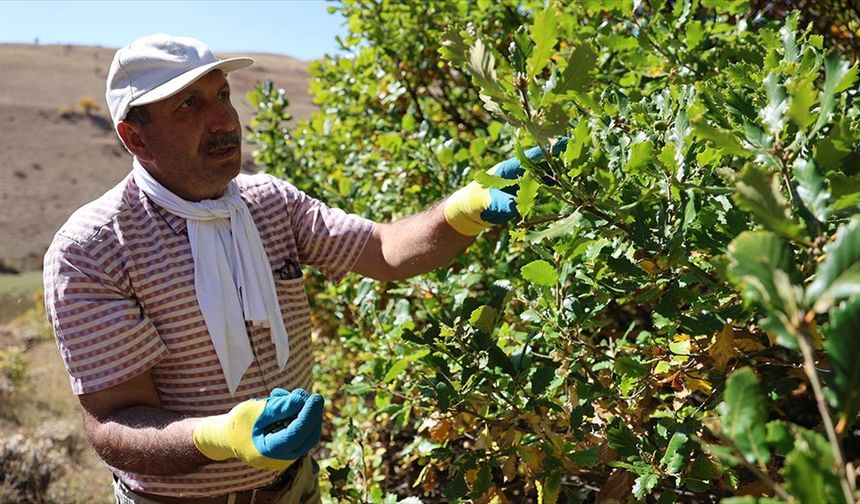 Cebinde taşıdığı tohumları 21 yıldır köyünün çorak arazileriyle buluşturuyor
