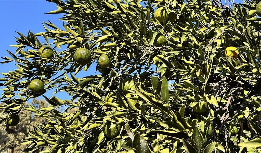 Coğrafi işaretli Bodrum mandalinasında rekolte beklentisi yüksek