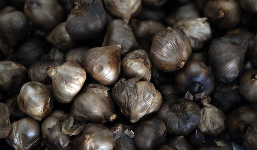 Coğrafi işaretli Taşköprü sarımsağından üretilen siyah sarımsak 6 ülkeye ihraç ediliyor