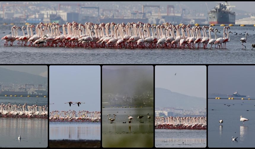 İzmit Körfezi'ndeki dip çamuru temizliği biyoçeşitliliği artırıyor