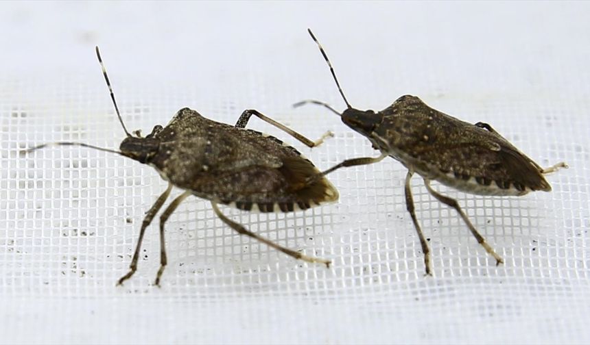 Kahverengi kokarcanın kışlaklarda yok edilmesi biyolojik mücadeleye katkı verebilir