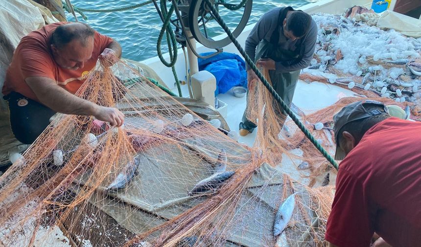 Sinop'ta bir balıkçının ağına 3 bin palamut takıldı