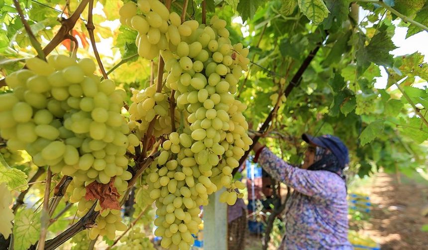 Sofralık üzümün üretim merkezinde verim ve kalite sevinci