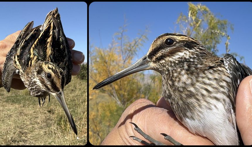 Türkiye'de en nadir görülen kuşlardan küçük suçulluğu, Iğdır'da halkalandı