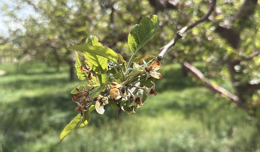 Bu yıl yaşanan zirai don nedeniyle üreticilere 23 milyar liralık hasar tazminatı ödendi