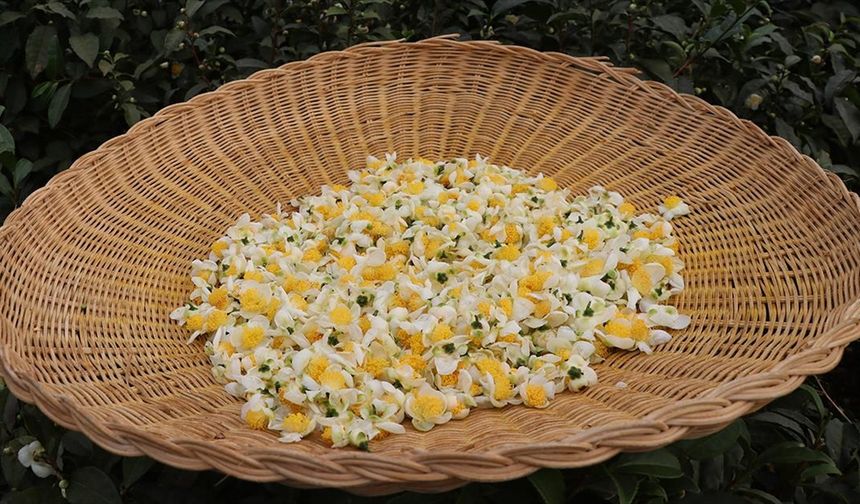 ÇAYMER, bu yıl 50 kilogram çiçek çayı üretti