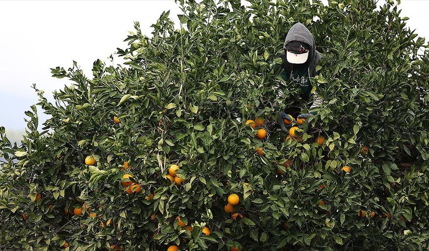 Coğrafi işaret tescilli Finike portakalına talep yoğun