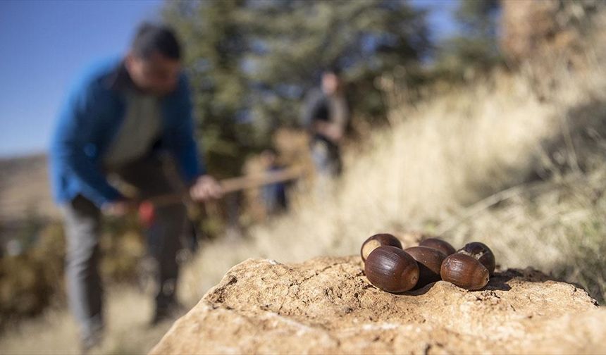 Doğa tutkunları, Tunceli'nin kıraç topraklarını meşe palamuduyla buluşturuyor
