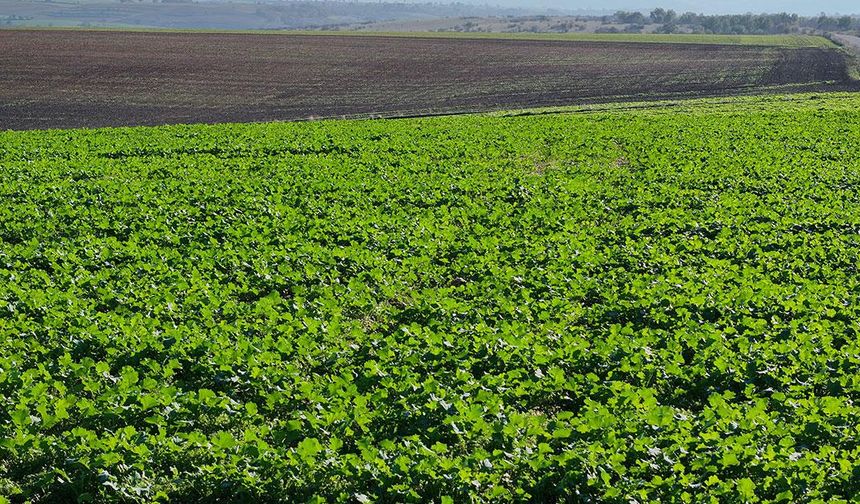 Edirne'de son dönemdeki yağışlar kanola üreticisini sevindirdi