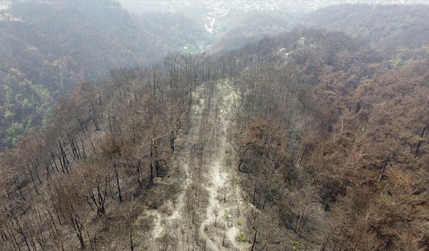 Hatay'da yanan ormanlar alevlere daha dayanıklı fidanlarla yeşillendirilecek