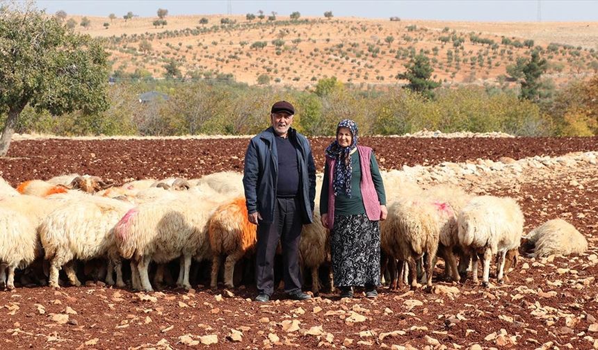 İkinci baharlarında belediyeden aldıkları destekle besici oldular