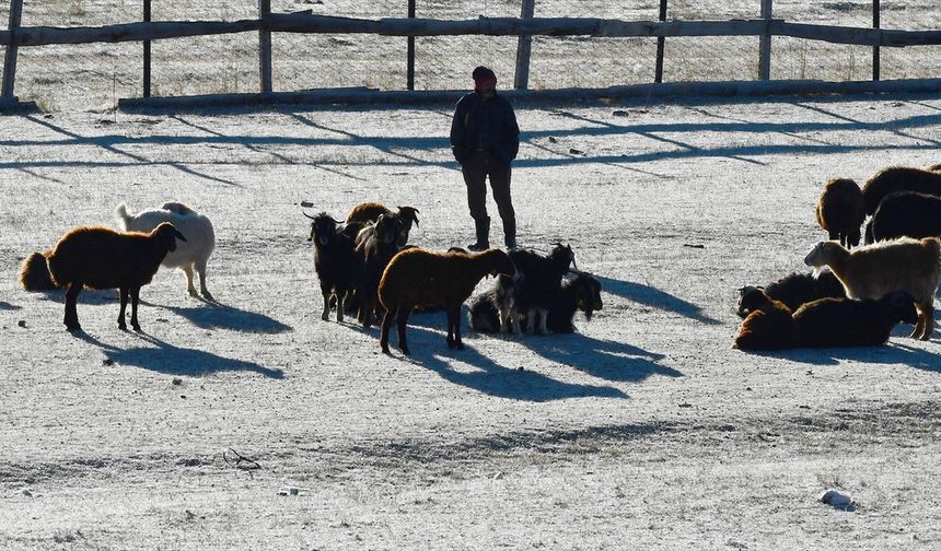 Kars'ta soğuk havanın etkisiyle buzlanma ve kırağı oluştu