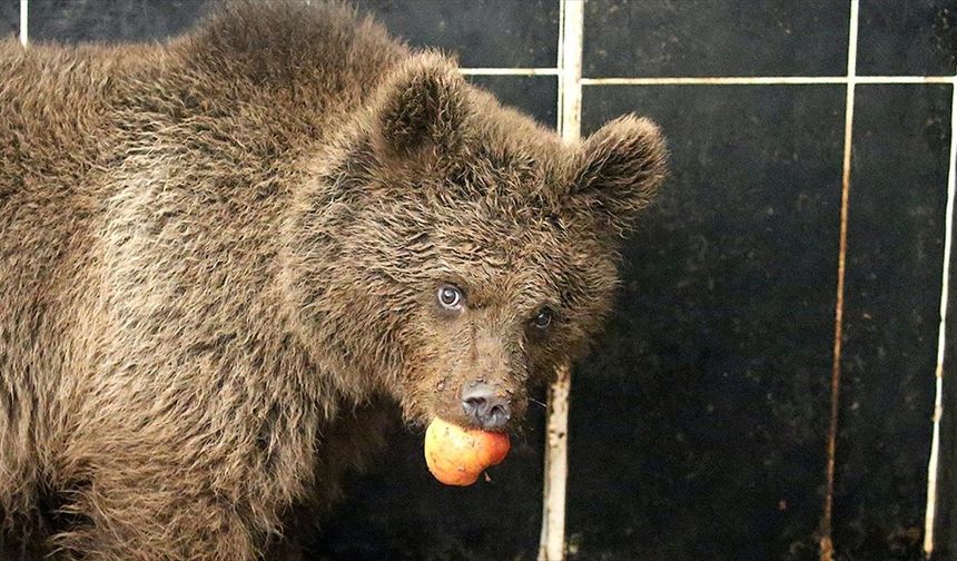 Kars'ta yol kenarında otururken bulunan yavru ayıya özel beslenme programı
