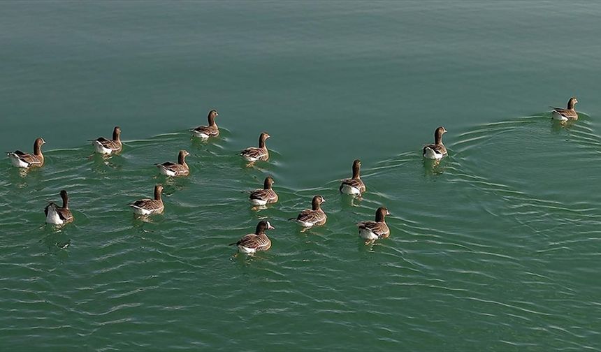 Kuş cenneti Erçek Gölü yaban kazlarına ev sahipliği yapıyor