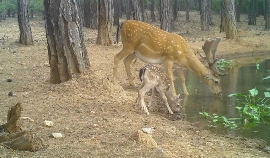 Nesli tehdit altındaki alageyik ve yavruları, su içerken fotokapanla görüntülendi