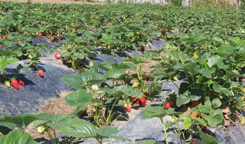 Organik tarım üretimi 1,3 milyon tonu aştı