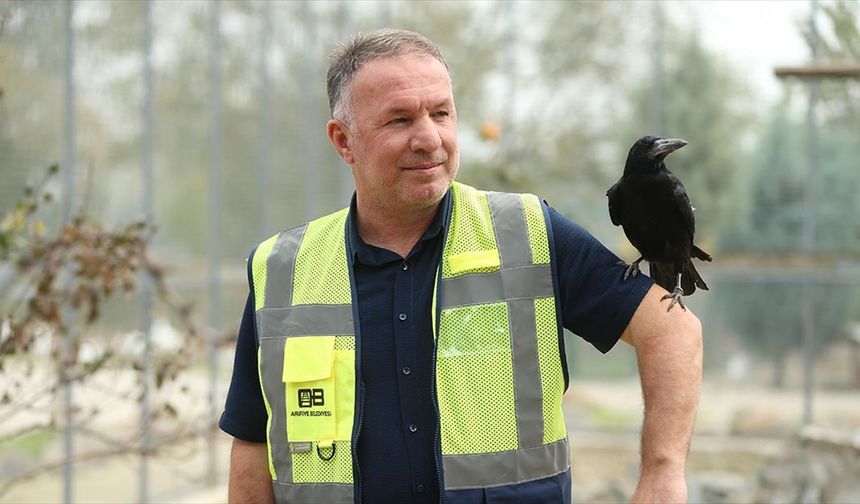 Sakarya'daki tabiat parkında iyileşen karga, insanlara yakınlığıyla dikkati çekiyor