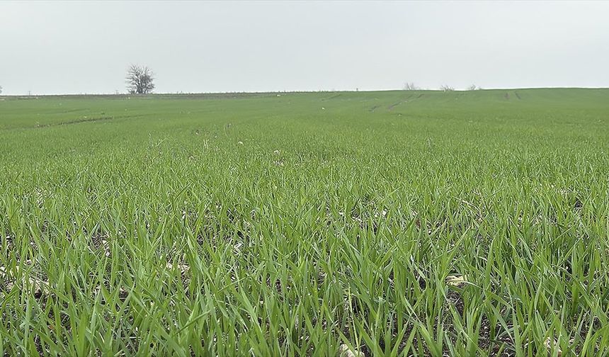 Trakya'da çiftçilerin buğday ekim mesaisi sürüyor