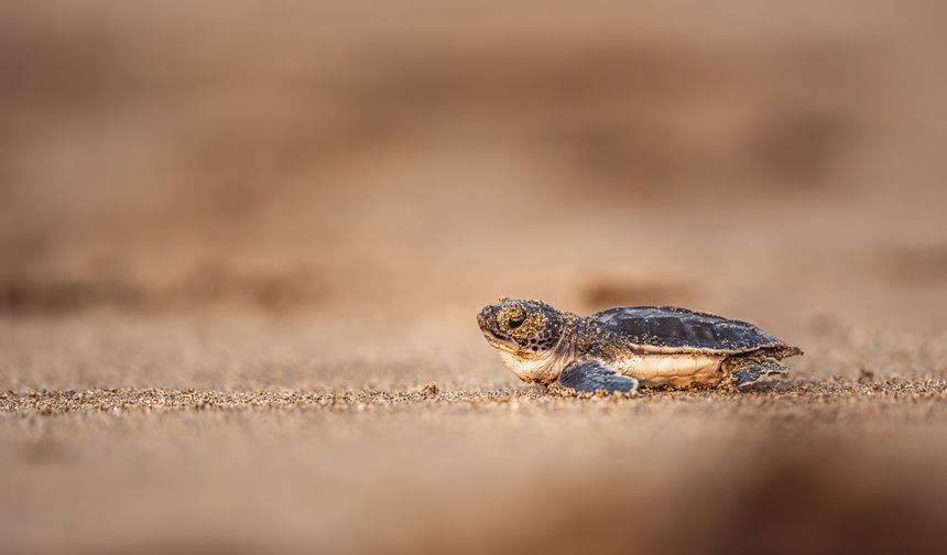 Yeşil deniz kaplumbağalarının nesli artık tükenme tehdidi altında değil