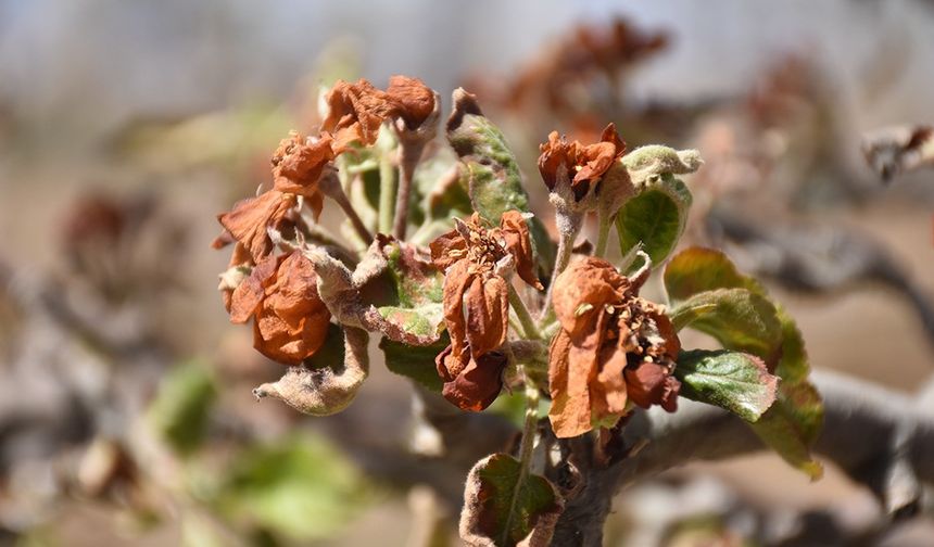 Zirai dondan etkilenen üreticilere 798 milyon lira yeni destek ödemesi