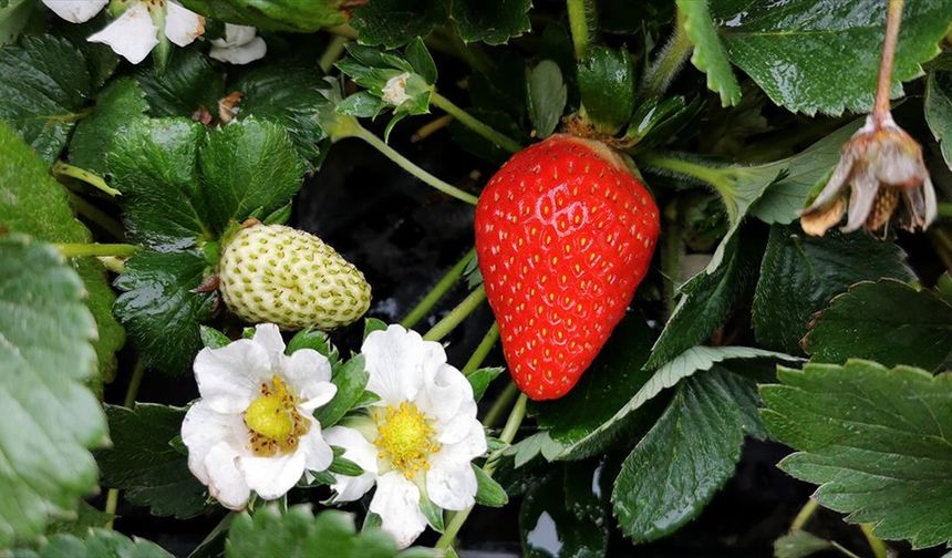 Zirveleri karla kaplı olan Erzincan'da kasım ortasında çilek hasadı
