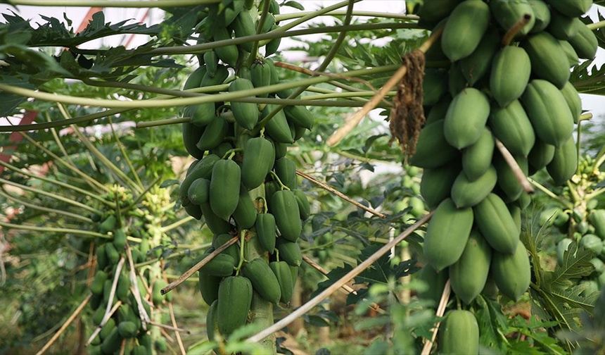 Alanya'da üretilen tropikal papaya meyvesi yurt dışından talep görüyor