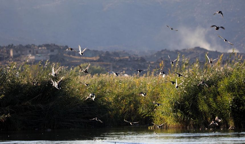 Aras Kuş Cenneti'nde 2025'te 11 bin 298 kuş halkalandı