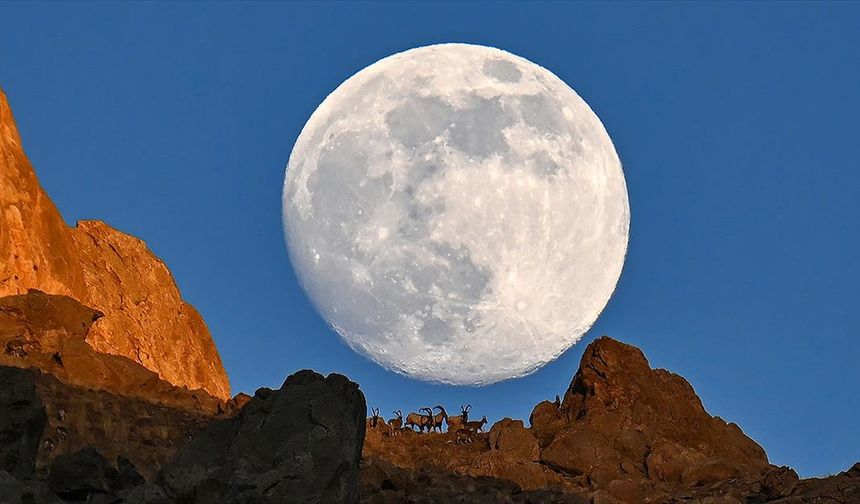 Van'da dağın zirvesindeki yaban keçileri dolunayla birlikte görüntülendi