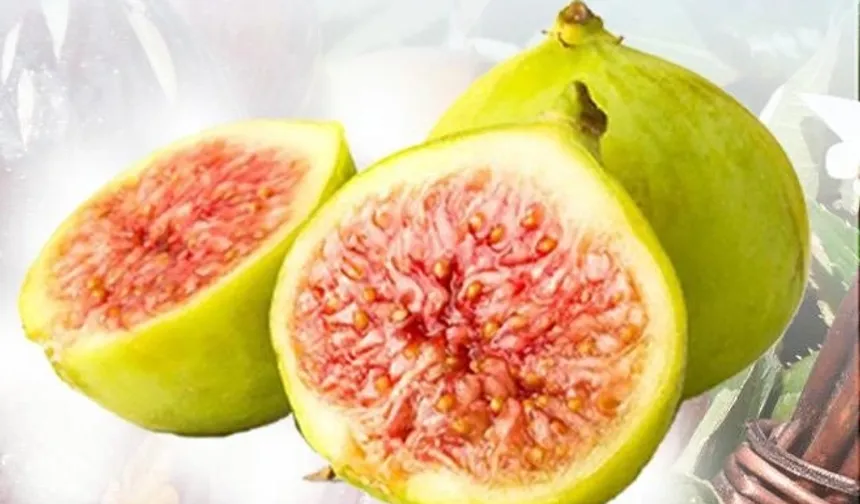 Balıkesir Büyükşehir'den incir fidanı desteği