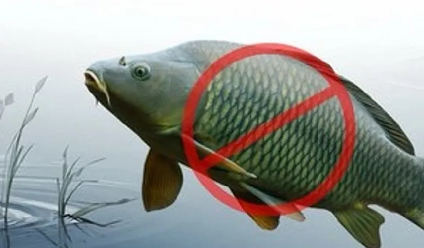 Adana'da sazangillerin avcılığına 31 Mayıs'a yasak!